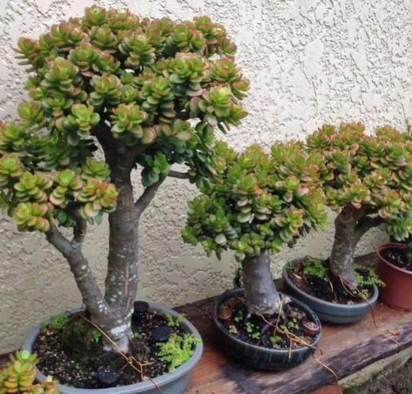 6種&OpenCurlyDoubleQuote;皮實花&rdquo;，管得越少越愛長，養成&OpenCurlyDoubleQuote;大花樹&rdquo;，高檔又貴氣