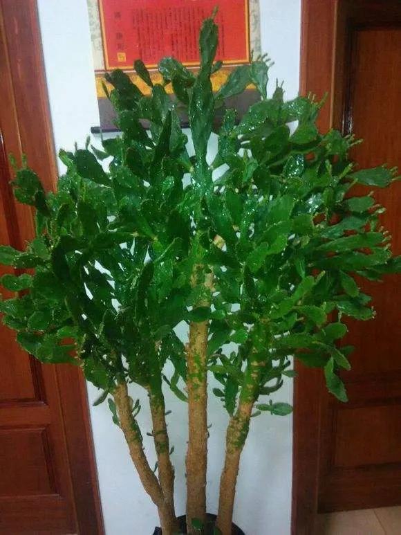 三種必備的“鎮宅肉”，霸氣威武讓人安全，關鍵是好養