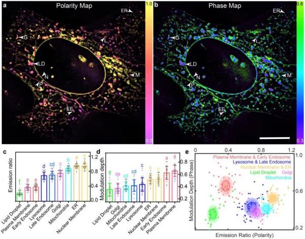 走！北大教授帶你去細胞裡逛一逛