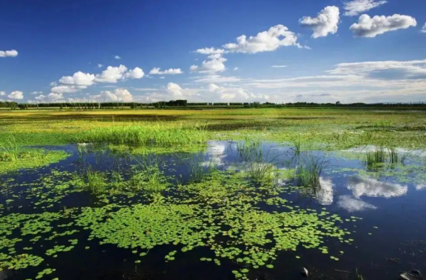 健康下午茶丨世界衛生組織：中醫藥能有效治療新冠肺炎