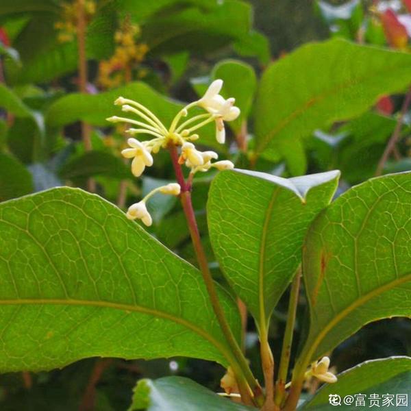 農村人的院子超上檔次，種花不在多，關鍵是選好品種