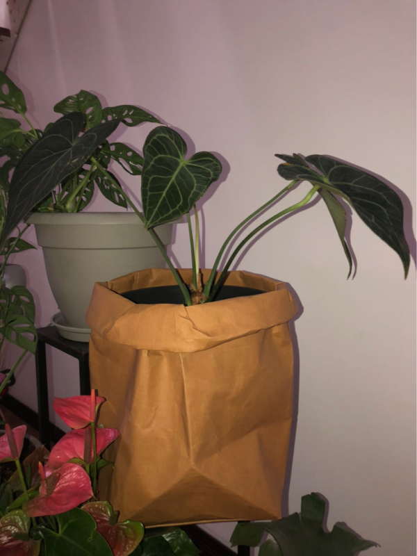 1種花名叫“心葉球蘭”,超耐陰還能爬藤,開花滿屋子香味 1種花名叫“心葉球蘭”,超耐陰還能爬藤,開花滿屋子香味