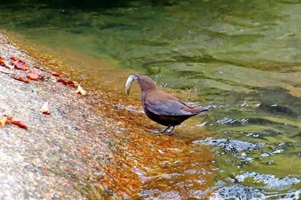 十八月潭“小精靈”——褐河烏