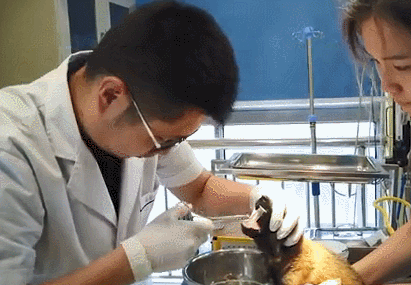 小狗喉嚨裡卡了一個異物，醫生取出來後直言：家長們要上點心啊