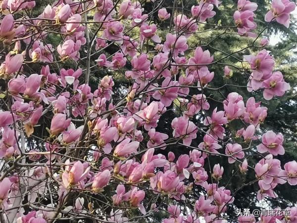 如果有庭院，記得種上這4種“仙樹”，開花時真是迷死人