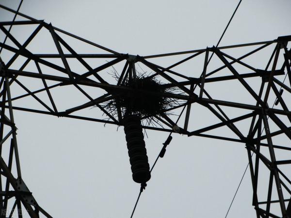 喜鵲窩不怕風吹雨打?專家:別看外部粗糙簡陋,裡面堪比“豪宅” 喜鵲窩不怕風吹雨打?專家:別看外部粗糙簡陋,裡面堪比“豪宅”