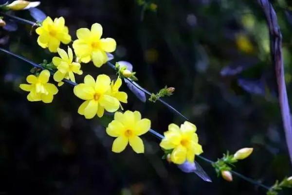 爛然黃燦的——迎春花