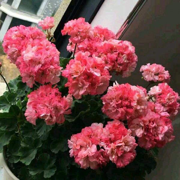 黃豆泡一泡,倒進花盆裡,勁大營養足,養花種菜一級棒 黃豆泡一泡,倒進花盆裡,勁大營養足,養花種菜一級棒