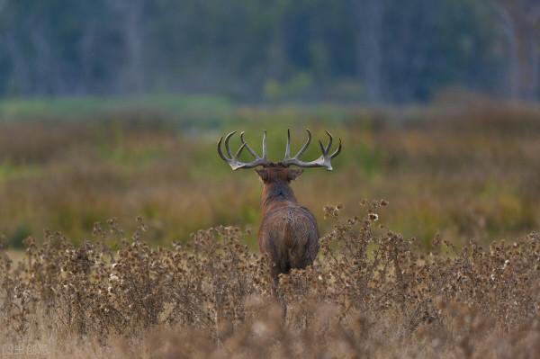鹿車共挽 傻狍子