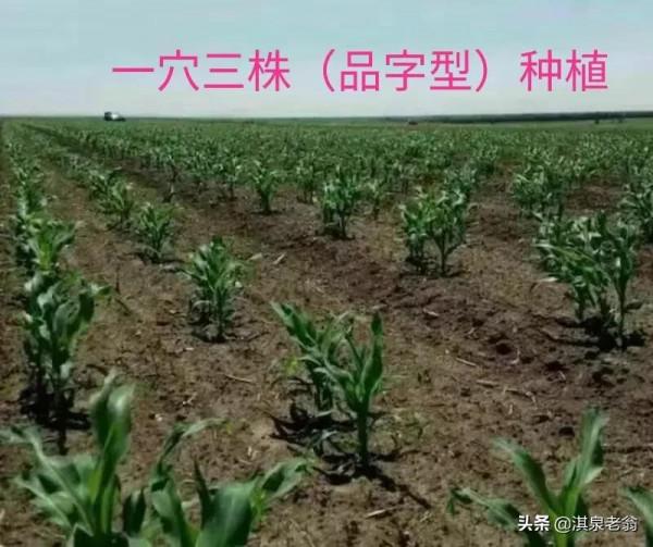玉米種植一穴單株、雙株、三株，哪種模式高產？看後有答案