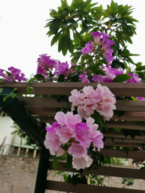 像當地人那樣，我在公園裡坐了半天