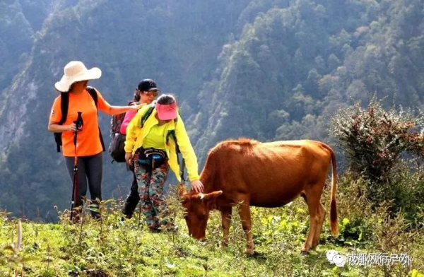 「卓西彩林」11月6號徒步臥龍邂逅卓西彩林 「卓西彩林」11月6號徒步臥龍邂逅卓西彩林