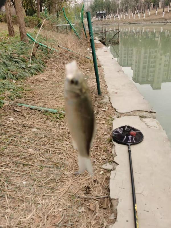 釣無定律，根據魚情調整了浮漂和餌料狀態，讓我收穫滿滿