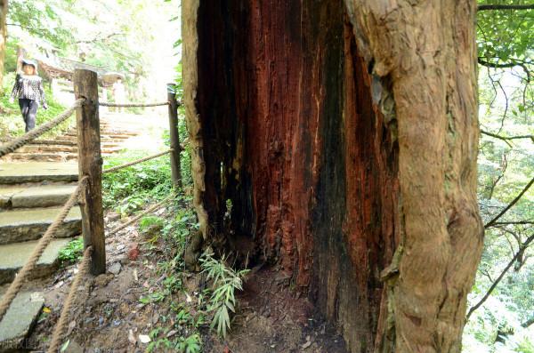 家裡的棗樹頻繁遭雷擊，原來是這樣，雷雨天氣要注意了