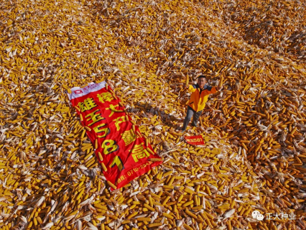 高產又抗旱,首選雄玉581 高產又抗旱,首選雄玉581