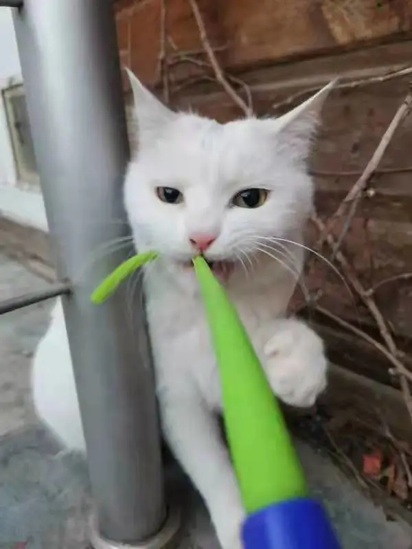 小嶽嶽：你知道我為了紅有多努力嗎？