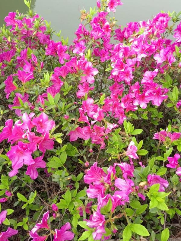 杜鵑花開正豔時