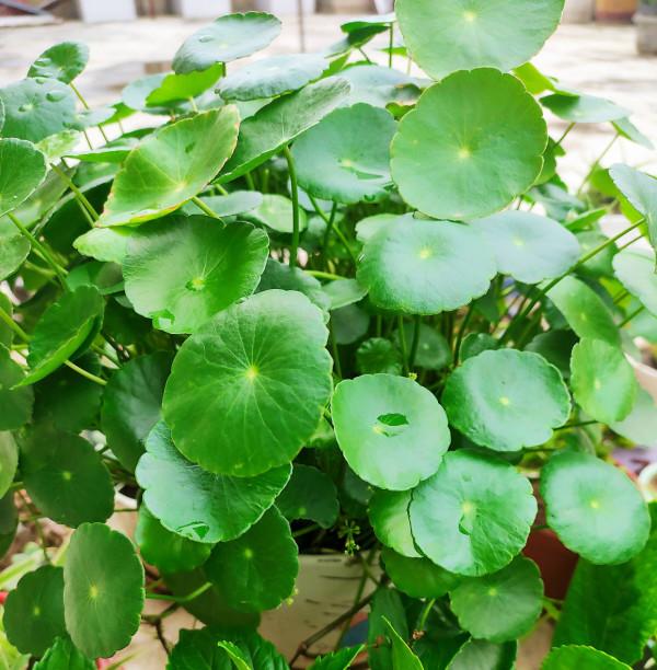 4種花很好養，&OpenCurlyDoubleQuote;有土有水&rdquo;就能長，葉子多花也多，又旺又漂亮