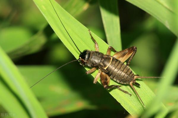 童話連載——《蟋蟀和小男孩的故事（二）》