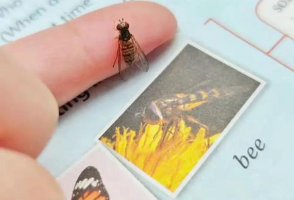 12歲男孩給英語教材糾錯，出版社：確實錯了！現在的孩子太厲害了……