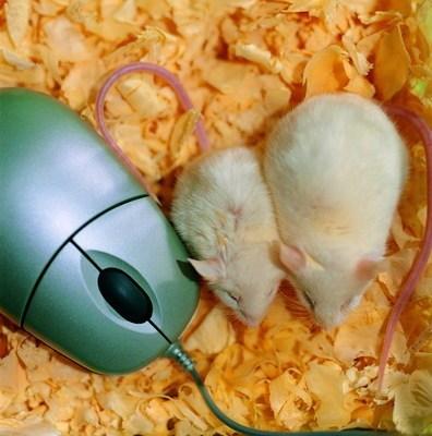 養花老爛根？這“2樣”東西墊盆底，養花10年都不爛根