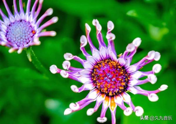 自然界中的奇花異草，看看你見過幾種？