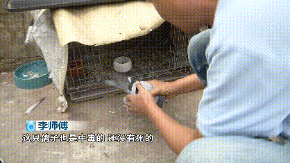 死了8只、救活10只!一萬多一隻的賽鴿就這樣沒了? 死了8只、救活10只!一萬多一隻的賽鴿就這樣沒了?