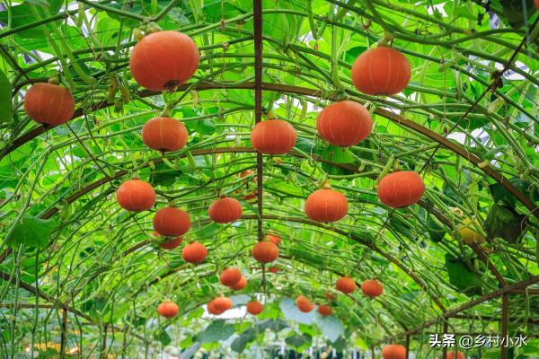 教你配製“萬能肥”，一畝成本只需幾塊錢，蔬菜產量高、病蟲害少