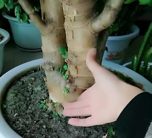 金枝玉葉,這幾“刀”一剪,飛快木質化,越養越“粗大”壯如手腕 金枝玉葉,這幾“刀”一剪,飛快木質化,越養越“粗大”壯如手腕