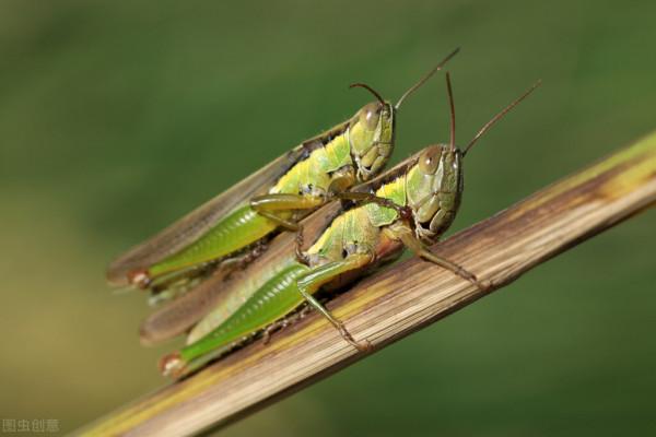 這是世界上最小的猴子 和一隻螞蚱差不多大侏儒狨猴最愛看電影 這是世界上最小的猴子 和一隻螞蚱差不多大侏儒狨猴最愛看電影
