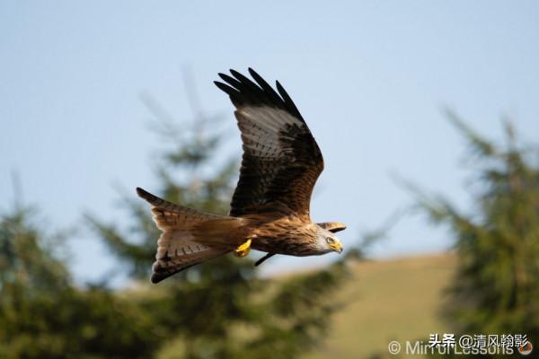 拍鳥買什麼相機，不是廣告是忠告（五）索尼半畫幅微單篇