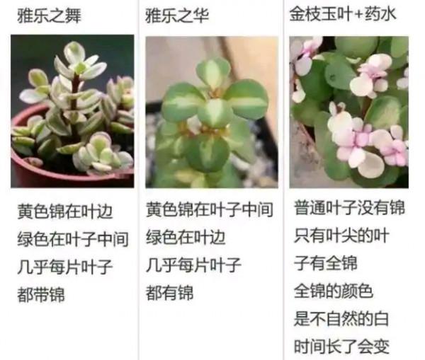 容易因多澆水而死的“10種花”，想要養好，管住手，少澆水