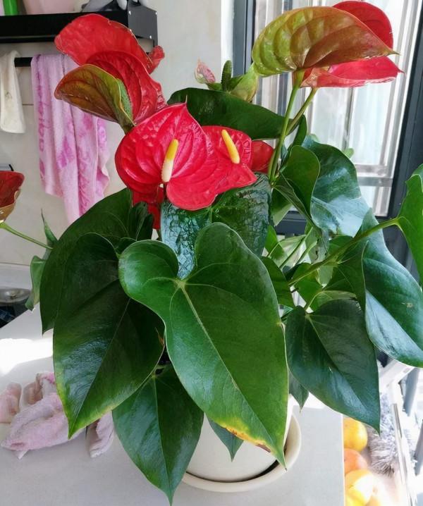 五種“旺宅花”，適合養客廳，一種比一種好養，一個比一個好看