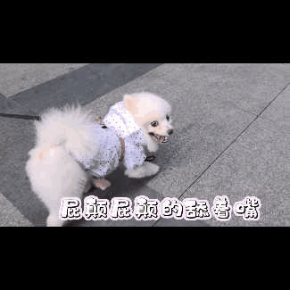 當博美去醫院時，TA在想什麼？