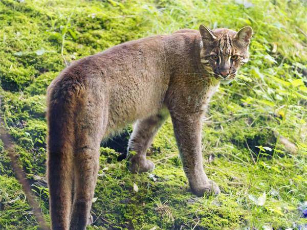 國人口中的“彪”比虎強悍，是大花臉？真相可能是金虎