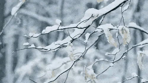 散文.雪花漫天情入誰懷 散文.雪花漫天情入誰懷