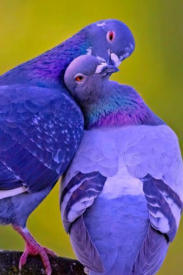 情侶愛情鳥的美圖