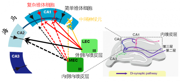 用“嗅覺”去記憶？