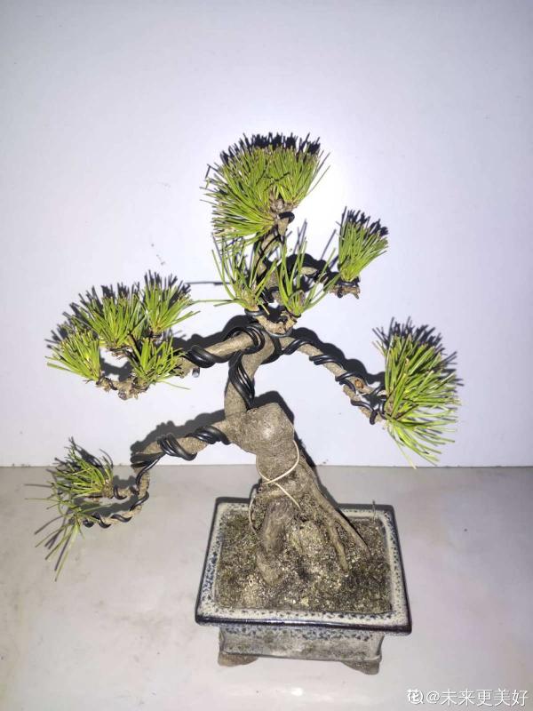 老教師愛養的7種花,書香氣飄滿屋,文化底蘊十足 老教師愛養的7種花,書香氣飄滿屋,文化底蘊十足