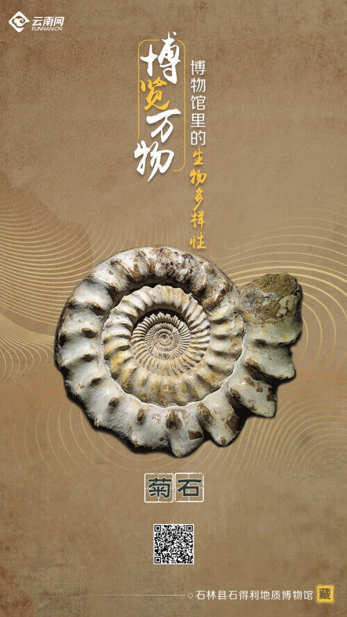 海報丨探生命起源 賞生物多樣 雲南9大博物館帶您開啟奇妙之旅
