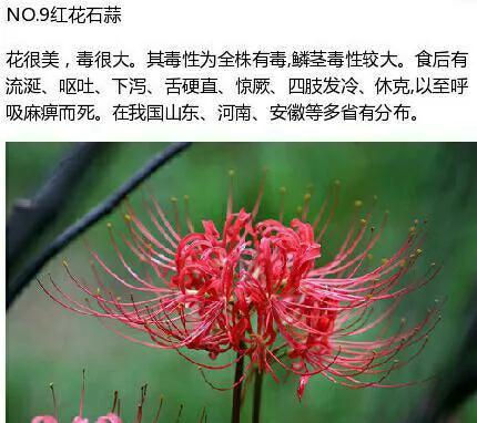 不能碰的9種有毒植物 ​​​