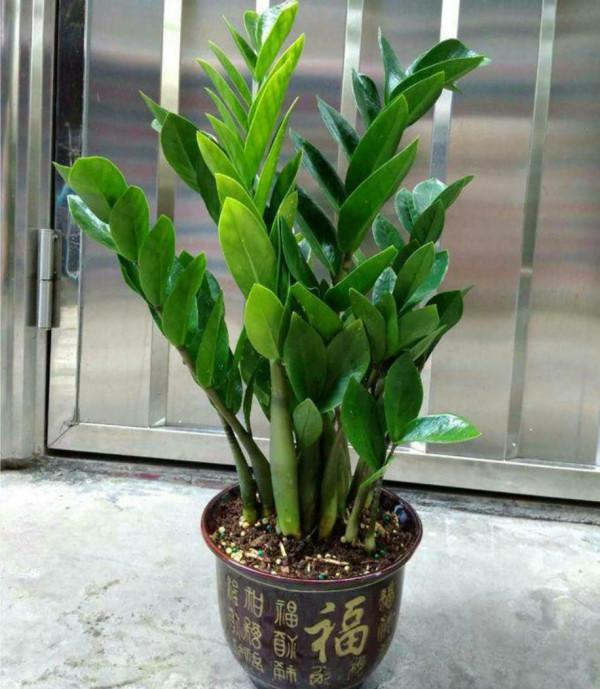 金錢樹不愛長新芽，掌握“3個要點”，小芽一個接一個