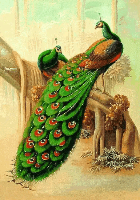 人生最美幾何時 看見孔雀和鳳凰 雙福來襲