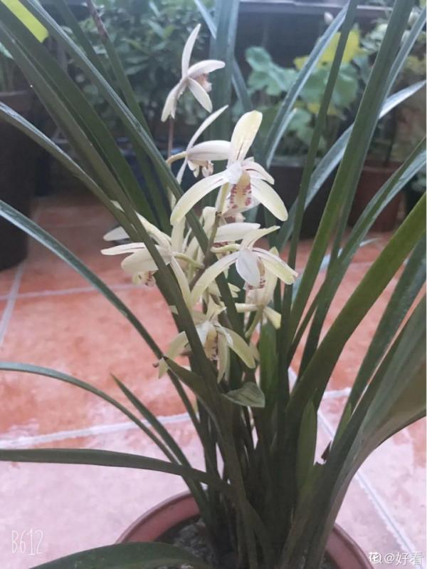 屋裡養盆“香水花”,活脫脫的“活香水”,滿屋香味還特別耐寒 屋裡養盆“香水花”,活脫脫的“活香水”,滿屋香味還特別耐寒