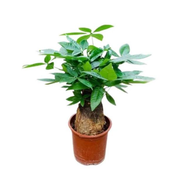 家養美觀大方的五種大盆植物