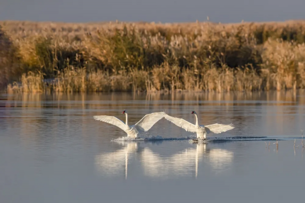 《鄂爾多斯鳥類》鳥種選登-疣鼻天鵝 《鄂爾多斯鳥類》鳥種選登-疣鼻天鵝