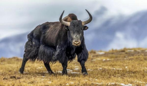 中國最恐怖的10大生命禁地2——羌塘自然保護區 中國最恐怖的10大生命禁地2——羌塘自然保護區