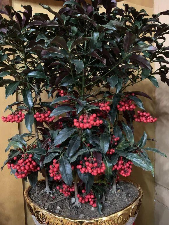 10種旺運花，一個月內要漲價，現在趕緊買