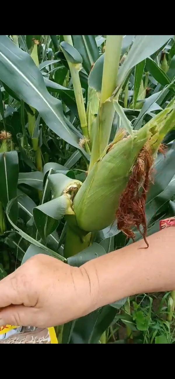 往年遍地看到的玉米掛牌:今年看不到了!為什麼? 往年遍地看到的玉米掛牌:今年看不到了!為什麼?