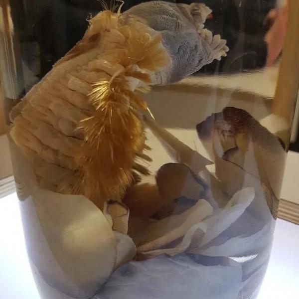 南極深海的金毛刷刷蟲 南極深海的金毛刷刷蟲